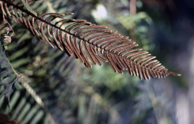 APII jpeg image of Blechnum minus  © contact APII