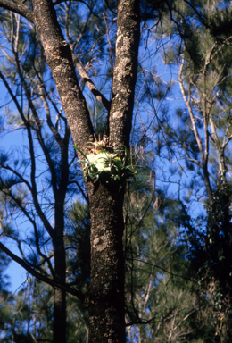 APII jpeg image of Platycerium  © contact APII