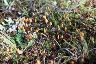 APII jpeg image of Polytrichum juniperinum  © contact APII