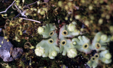 APII jpeg image of Marchantia  © contact APII