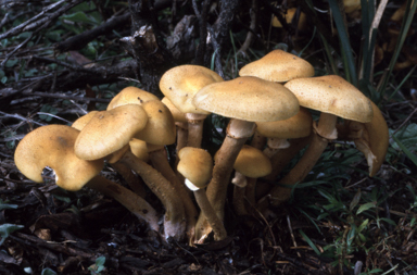 APII jpeg image of Armillaria  © contact APII