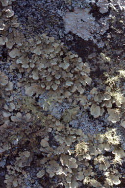 APII jpeg image of Lobaria scrobiculata  © contact APII