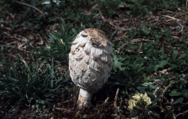 APII jpeg image of Coprinus comatus  © contact APII