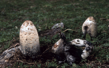 APII jpeg image of Coprinus comatus  © contact APII