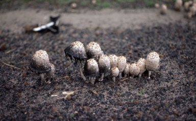 APII jpeg image of Coprinus  © contact APII
