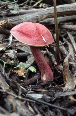 APII jpeg image of Boletellus  © contact APII