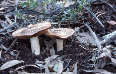 APII jpeg image of Russula  © contact APII