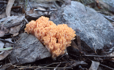 APII jpeg image of Ramaria  © contact APII