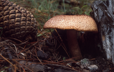 APII jpeg image of Tricholomopsis rutilans  © contact APII
