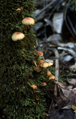 APII jpeg image of Nematolama fascilulare  © contact APII