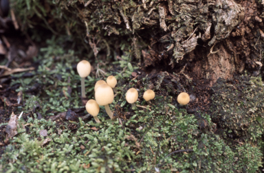 APII jpeg image of Coprinus disseminatus  © contact APII