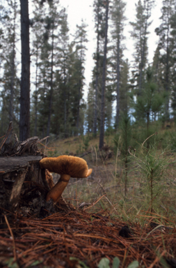 APII jpeg image of Pholiota sapinaciarum  © contact APII