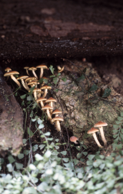 APII jpeg image of Nematolama sublateritium  © contact APII