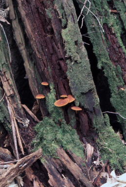 APII jpeg image of Pholiota  © contact APII