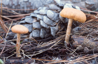 APII jpeg image of Gymnopilus  © contact APII