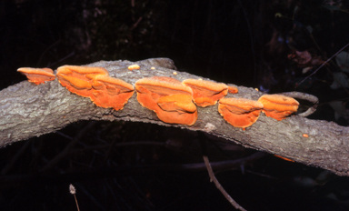 APII jpeg image of Trametes coccinea  © contact APII