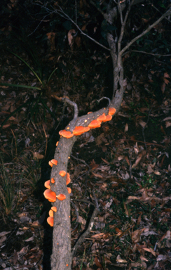 APII jpeg image of Trametes coccinea  © contact APII
