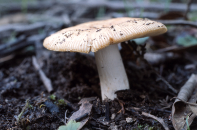 APII jpeg image of Russula  © contact APII