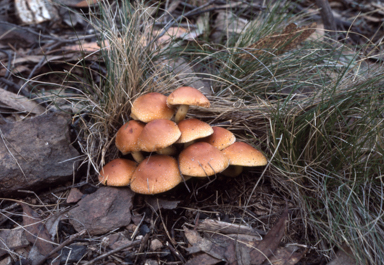 APII jpeg image of Nematolama ericium  © contact APII