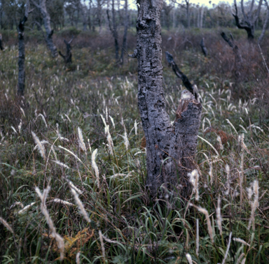 APII jpeg image of Imperata cylindrica  © contact APII