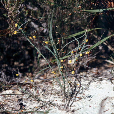 APII jpeg image of Bossiaea ensata  © contact APII