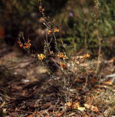 APII jpeg image of Dillwynia sericea  © contact APII