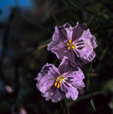 APII jpeg image of Solanum vescum  © contact APII
