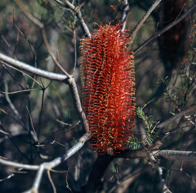 APII jpeg image of Banksia ericifolia  © contact APII