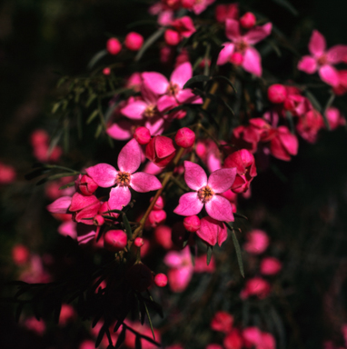 APII jpeg image of Boronia pinnata  © contact APII