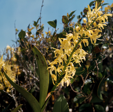 APII jpeg image of Dendrobium sp.  © contact APII