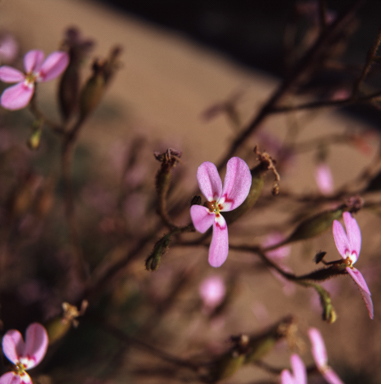 APII jpeg image of Stylidium caricifolium  © contact APII