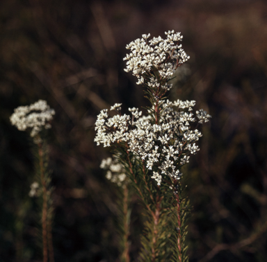 APII jpeg image of Conospermum ericifolium  © contact APII