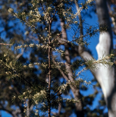 APII jpeg image of Hakea sp.  © contact APII