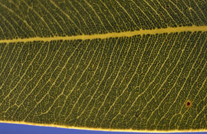 APII jpeg image of Corymbia chippendalei  © contact APII