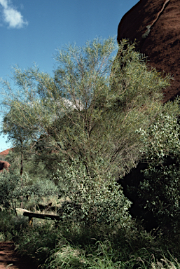 APII jpeg image of Acacia olgana  © contact APII