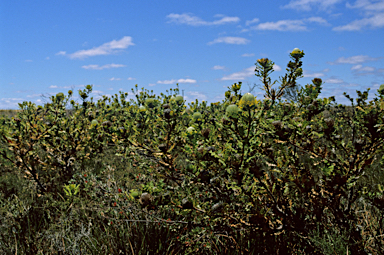 APII jpeg image of Banksia baxteri  © contact APII