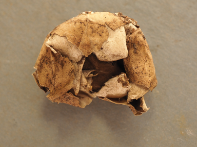 APII jpeg image of Geastrum velutinum  © contact APII