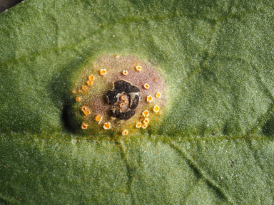 APII jpeg image of Puccinia saccardoi  © contact APII