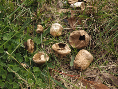 APII jpeg image of Lycoperdon pratense  © contact APII