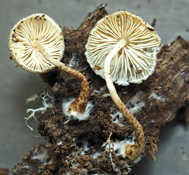 APII jpeg image of Lepiota sp.  © contact APII