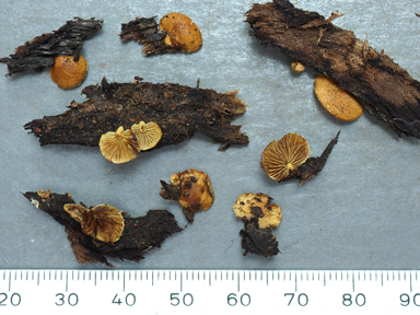 APII jpeg image of Pleuroflammula praestans  © contact APII