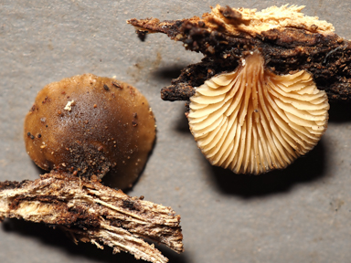 APII jpeg image of Hohenbuehelia sp.  © contact APII