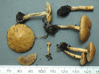 APII jpeg image of Pholiota sp.  © contact APII