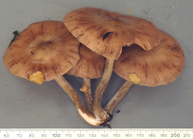 APII jpeg image of Armillaria novae-zelandiae  © contact APII