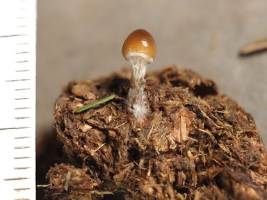 APII jpeg image of Psilocybe stercicola  © contact APII