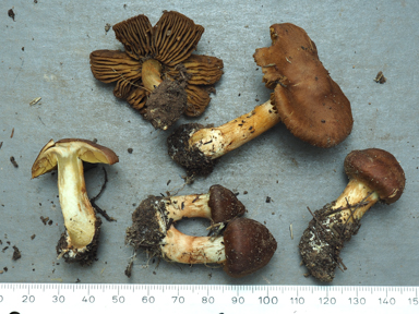 APII jpeg image of Cortinarius sp.  © contact APII