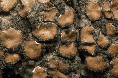 APII jpeg image of Psora  decipiens  © contact APII