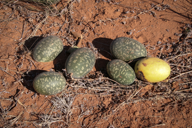 APII jpeg image of Citrullus amarus  © contact APII