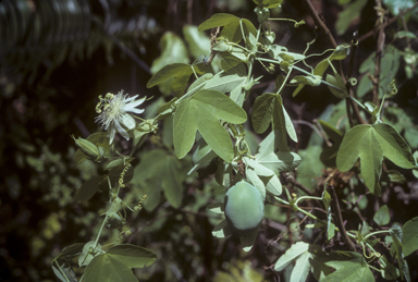 APII jpeg image of Passiflora subpeltata  © contact APII