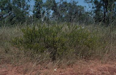 APII jpeg image of Acacia hippuroides  © contact APII